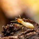 Dealing with Termite Infestations in Centralia: How Experts Do It